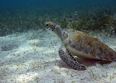 Green Turtle image 