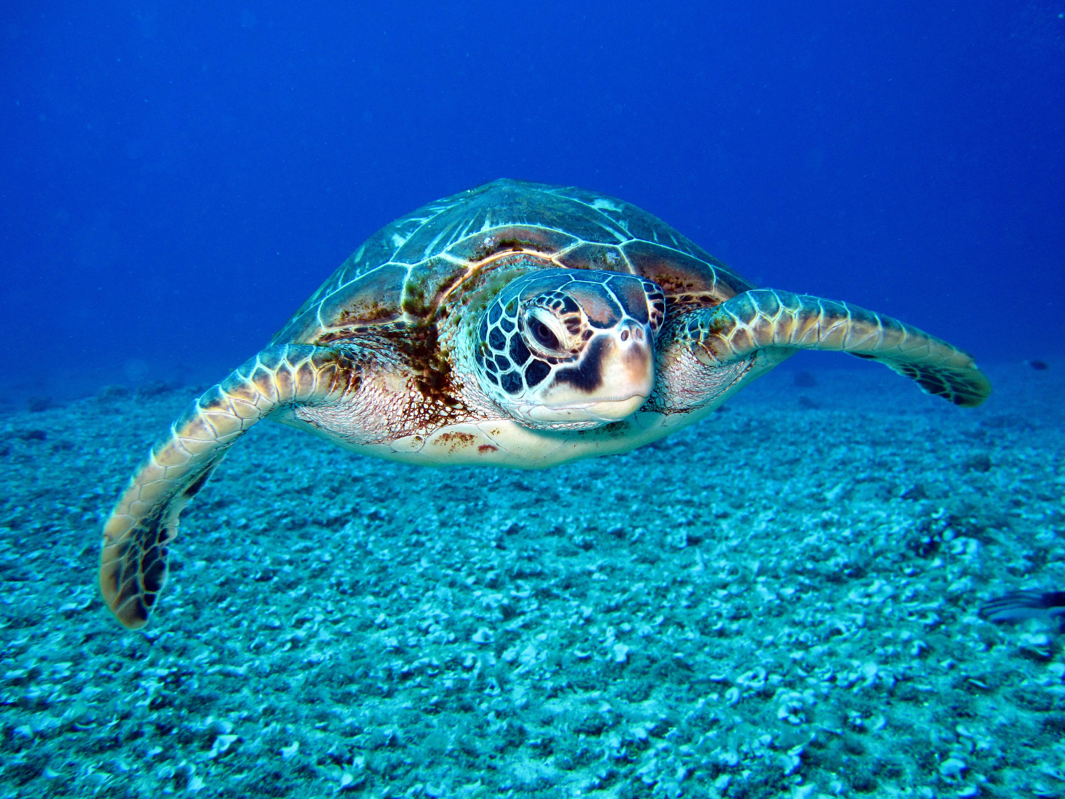 Hawksbill Turtle image 4
