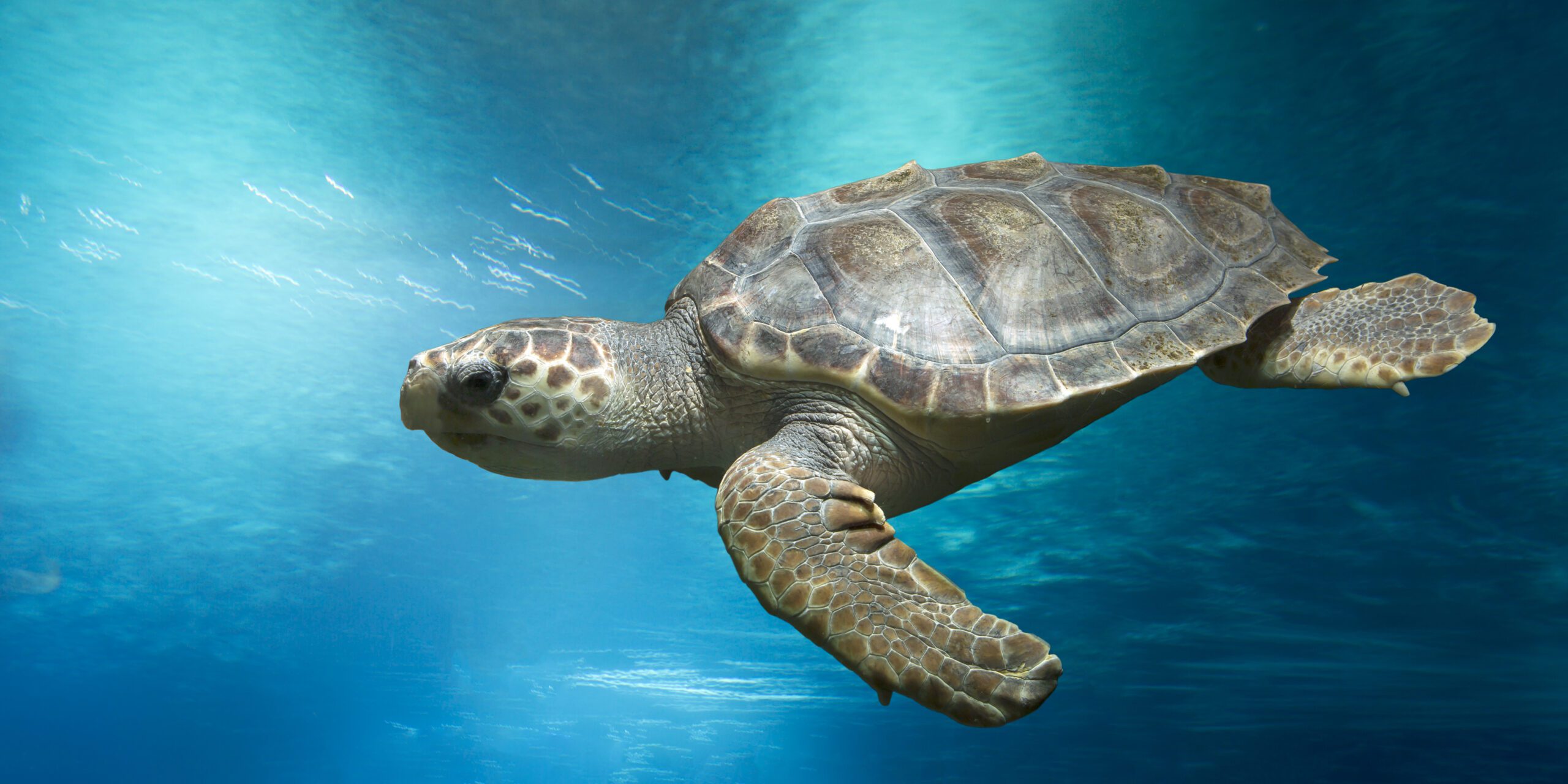 Loggerhead turtle